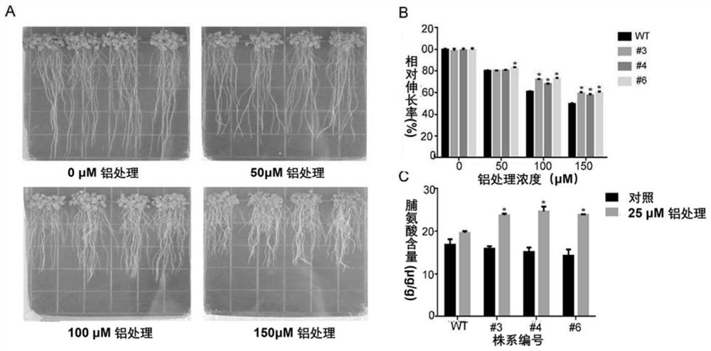 Aluminum-resistant related gene GsERF1 and encoding protein and application thereof