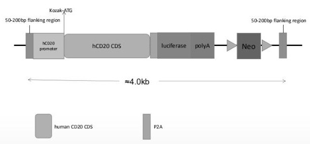 A method for constructing a mouse B-cell lymphoma cell line stably expressing luciferase and human CD20 knockout mouse CD20