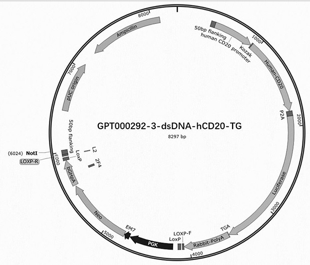 A method for constructing a mouse B-cell lymphoma cell line stably expressing luciferase and human CD20 knockout mouse CD20