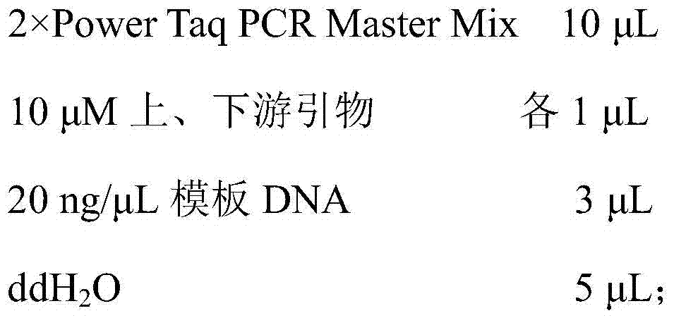 Molecular-specific marker primers and detection methods of Camellia oleifera Variety Changlin 21