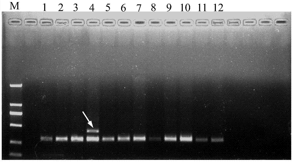 Molecular-specific marker primers and detection methods of Camellia oleifera Variety Changlin 21