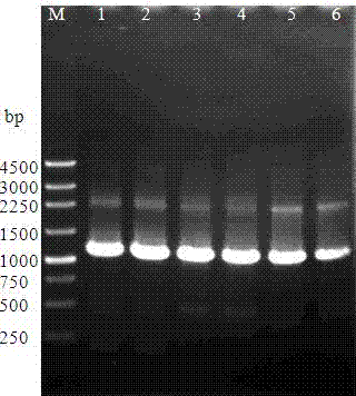 Method for producing microbial transglutaminase by use of pro-transglutaminase