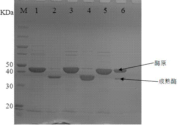 Method for producing microbial transglutaminase by use of pro-transglutaminase