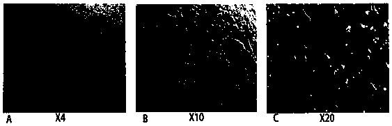 Isolated culture method for chicken muscle satellite cells