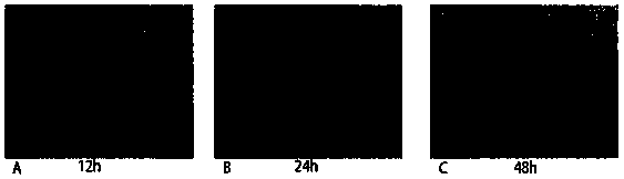 Isolated culture method for chicken muscle satellite cells