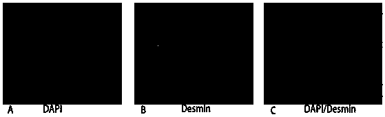 Isolated culture method for chicken muscle satellite cells