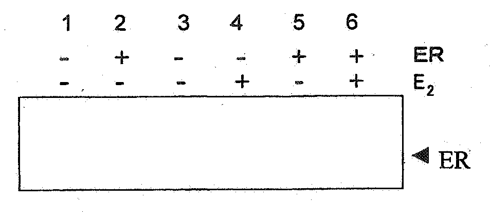 Method for identifying target protein of drug and method for screening therapeutic agent for diabetes using the target protein