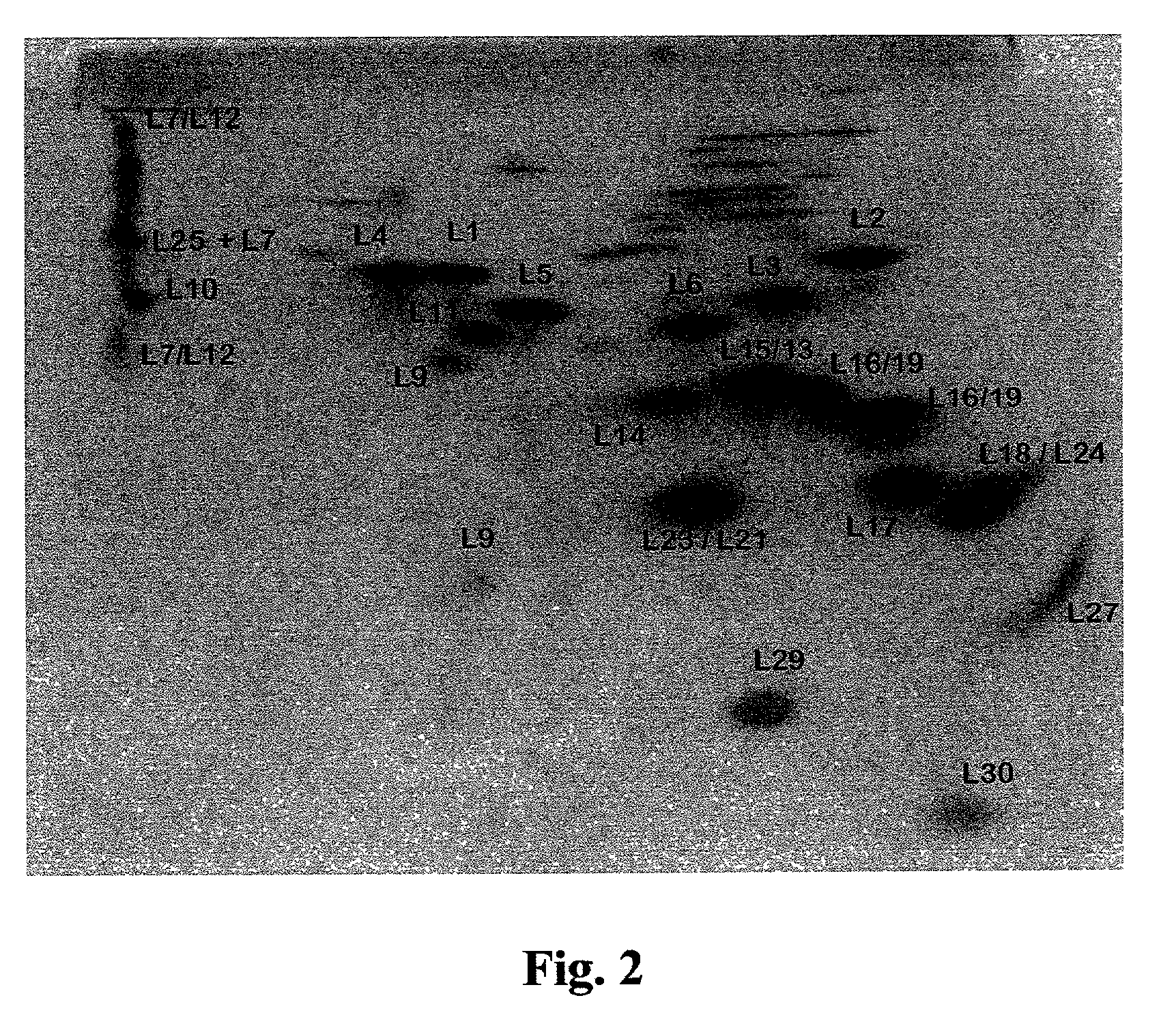 Methods of growing crystals of free and antibiotic complexed large ribosomal subunits, and methods of rationally designing or identifying antibiotics using structure coordinate data derived from such crystals