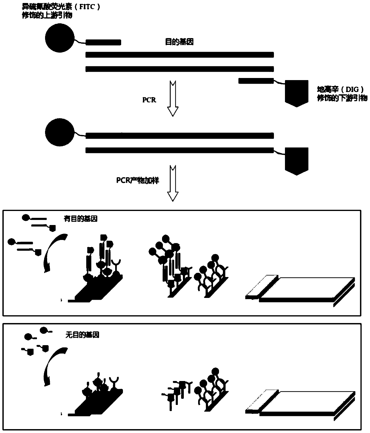 Detection reagent, kit as well as application of detection reagent and kit