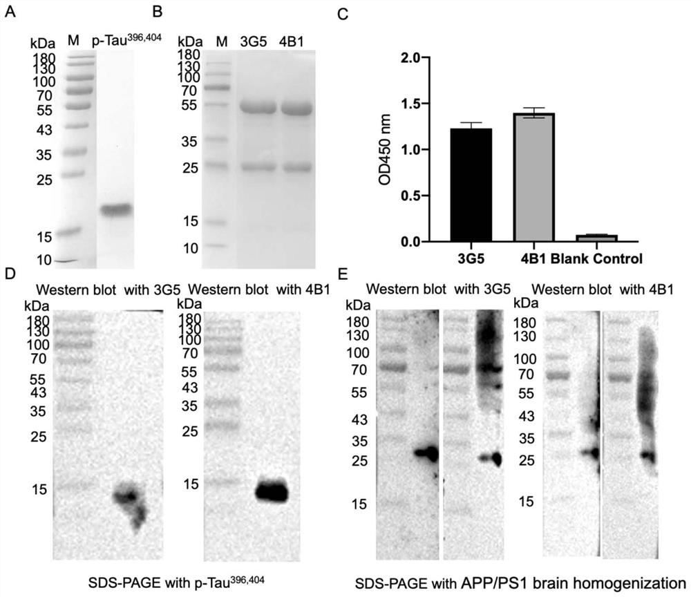 Hybridoma cell strain secreting anti-serine phosphorylated tau protein monoclonal antibody