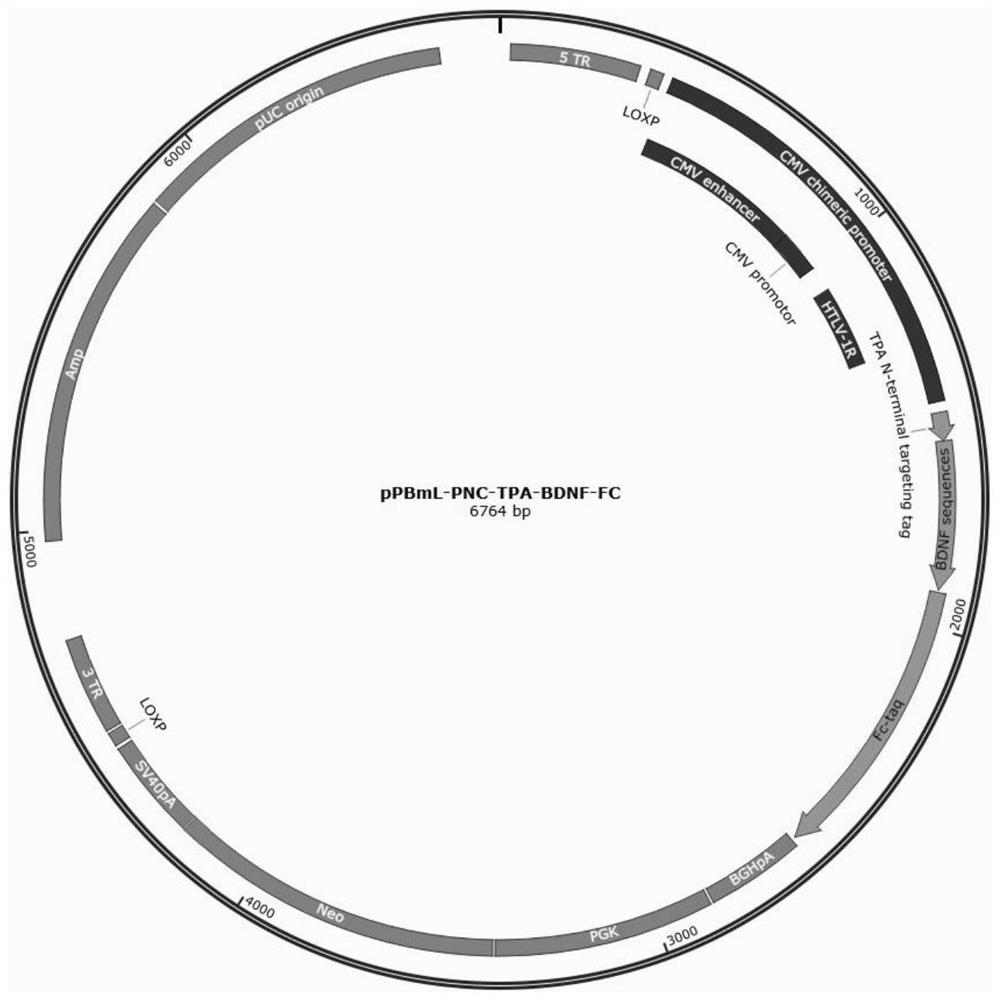 Method for expressing recombinant neurotrophic factor fusion protein, recombinant neurotrophic factor fusion protein and application of recombinant neurotrophic factor fusion protein