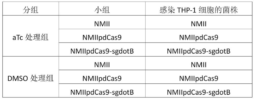 DNA (deoxyribonucleic acid) molecule for constructing coxiella burnetii inducible CRISPRi (clustered regularly interspaced short palindromic repeats i) system and application