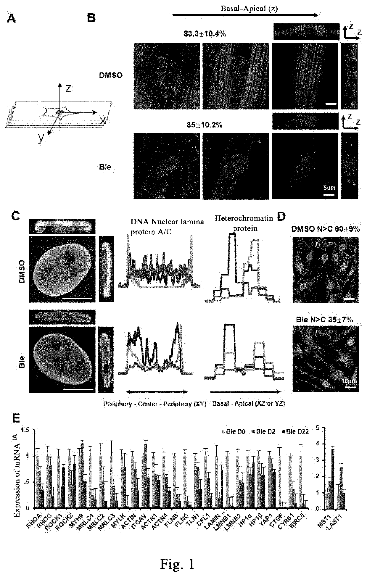 Method for destroying cellular mechanical homeostasis and promoting regeneration and repair of tissues and organs, and use thereof