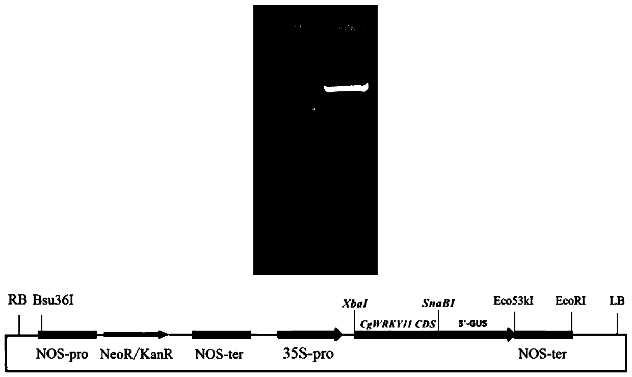 CgWRKY11 gene of cymbidium goeringii and application of CgWRKY11 gene