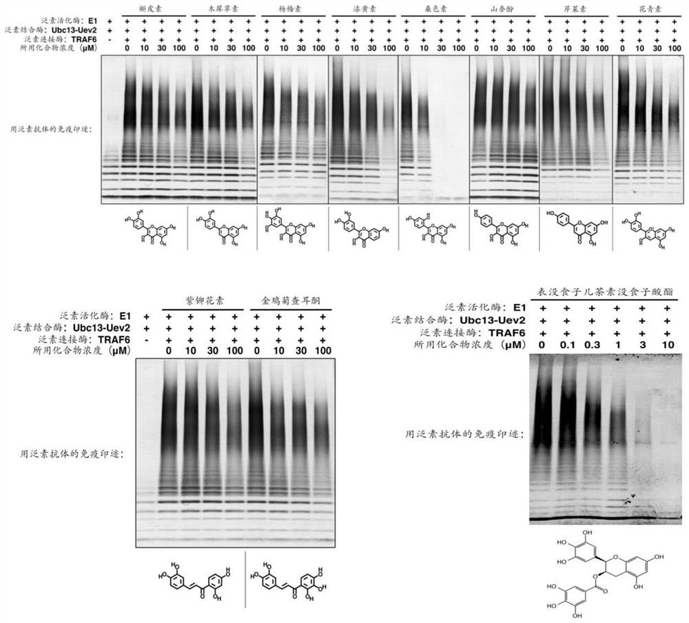 Application of Natural Small Molecular Compounds in Inhibiting Ubiquitin Chain Synthesis