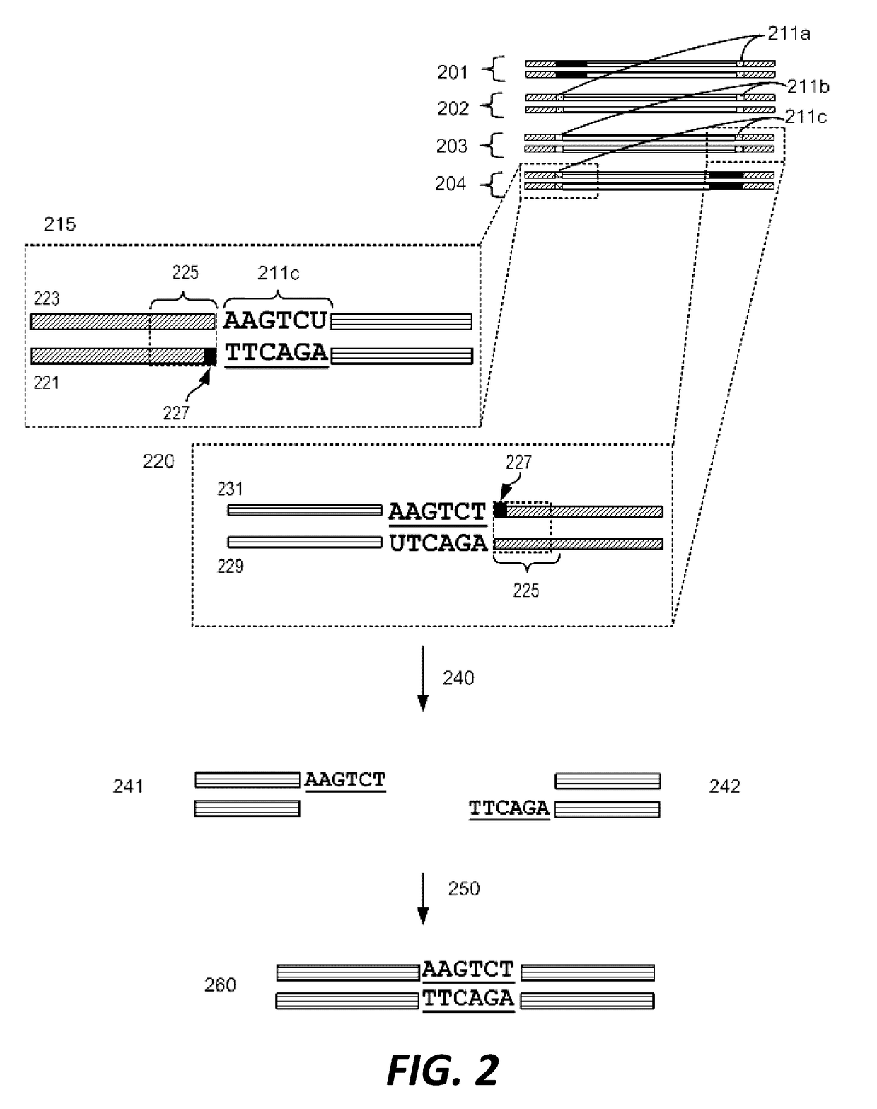 Compositions and methods for synthetic gene assembly