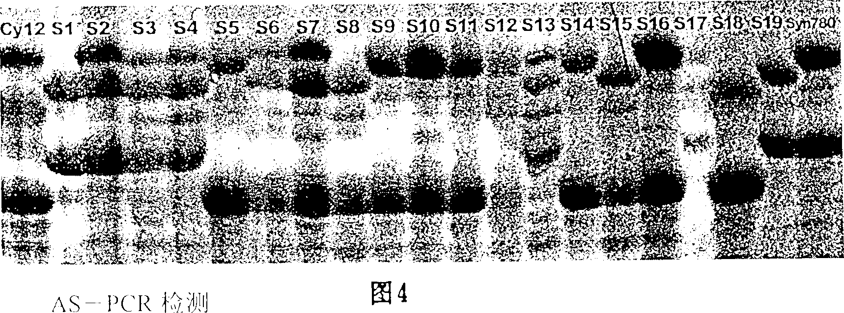 Specific augmentation primer and its method of labelling wheat macromolecular glutelin subunit