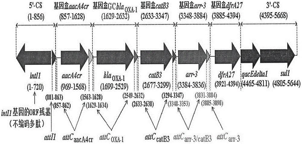 Integron In1085