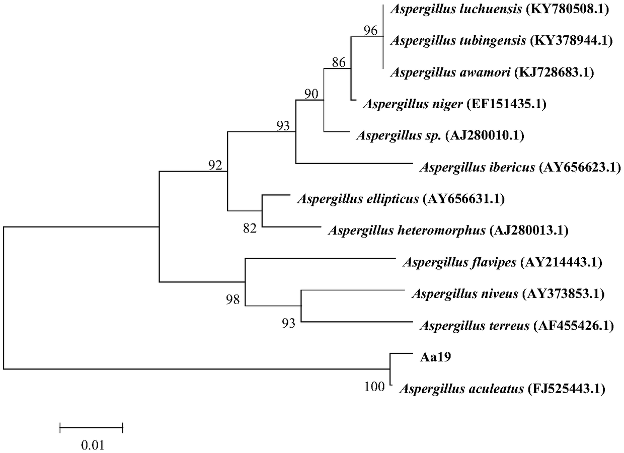 Aspergillus echinosporus strain and application thereof