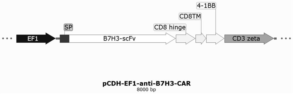 Anti-b7h3 chimeric antigen receptor and its application