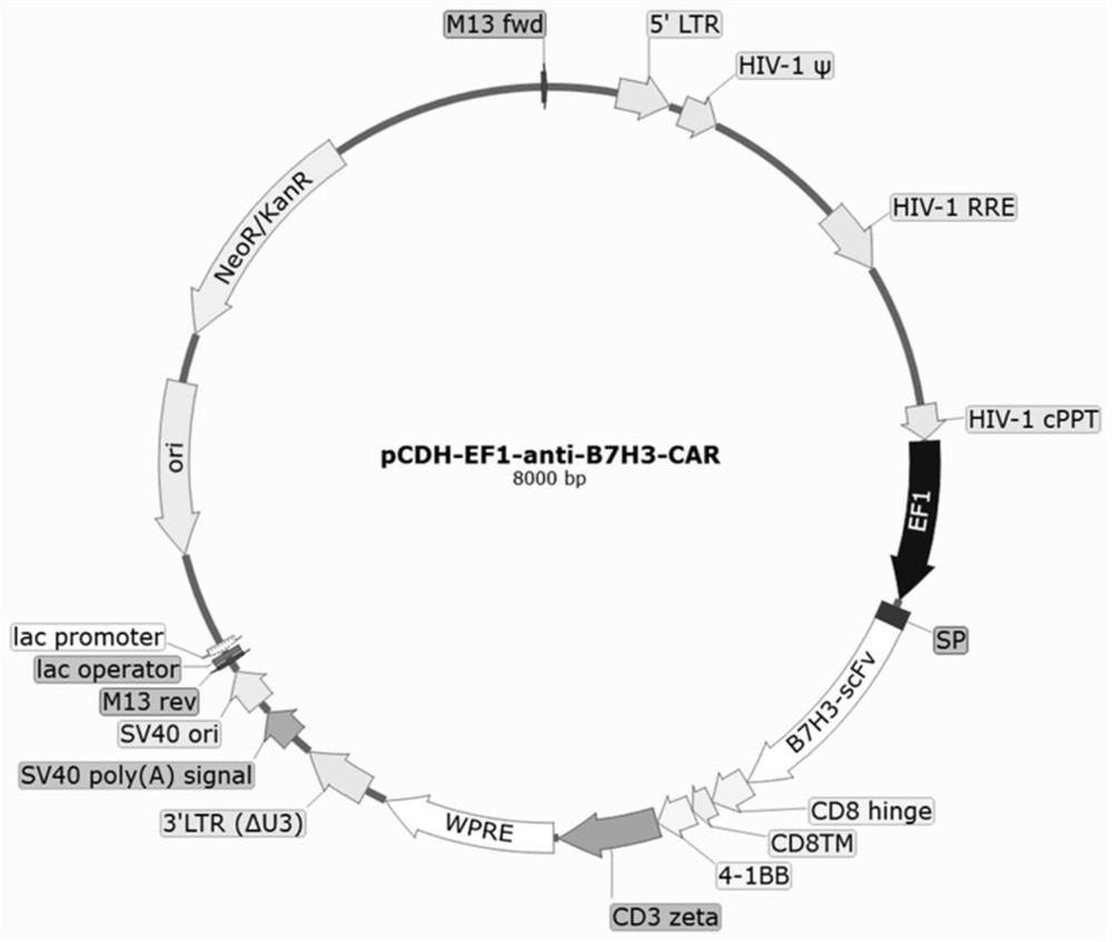 Anti-b7h3 chimeric antigen receptor and its application