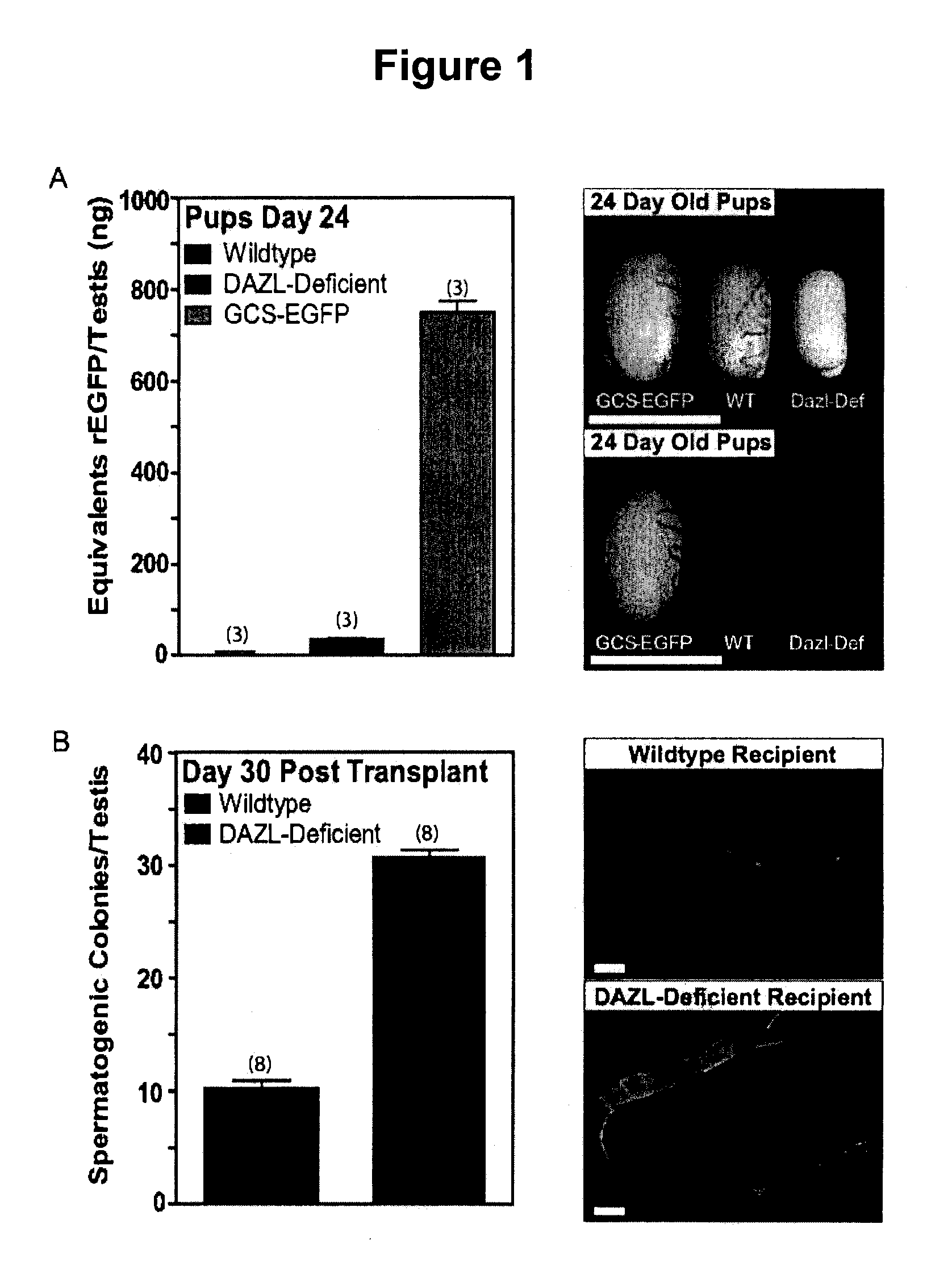 Production and use of rat spermatogonial stem cell lines