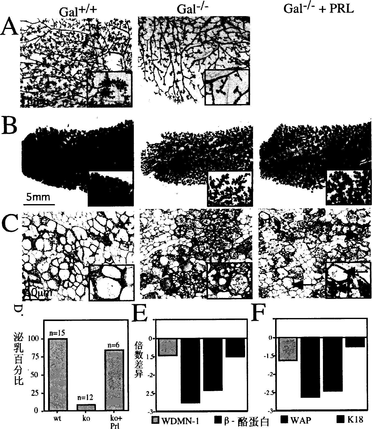 Method for inducing mammary epithelial cell differentiation