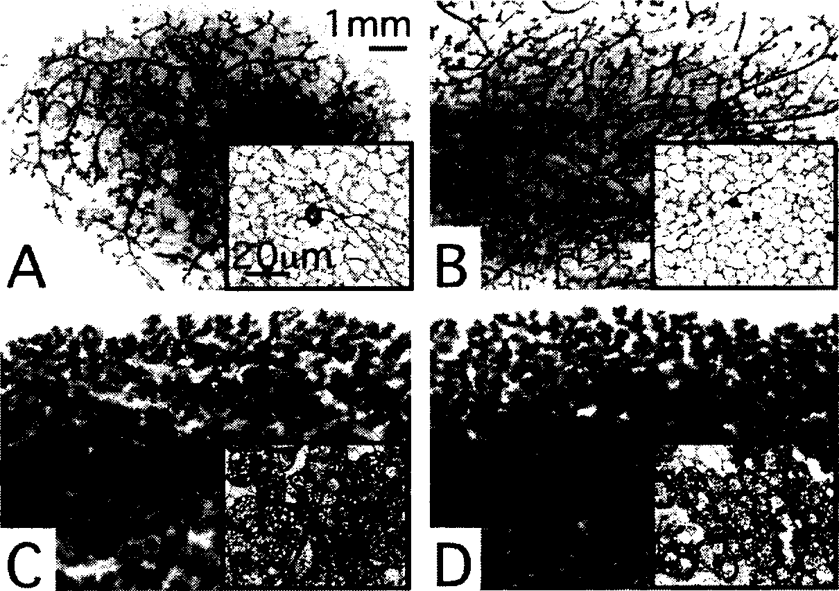 Method for inducing mammary epithelial cell differentiation