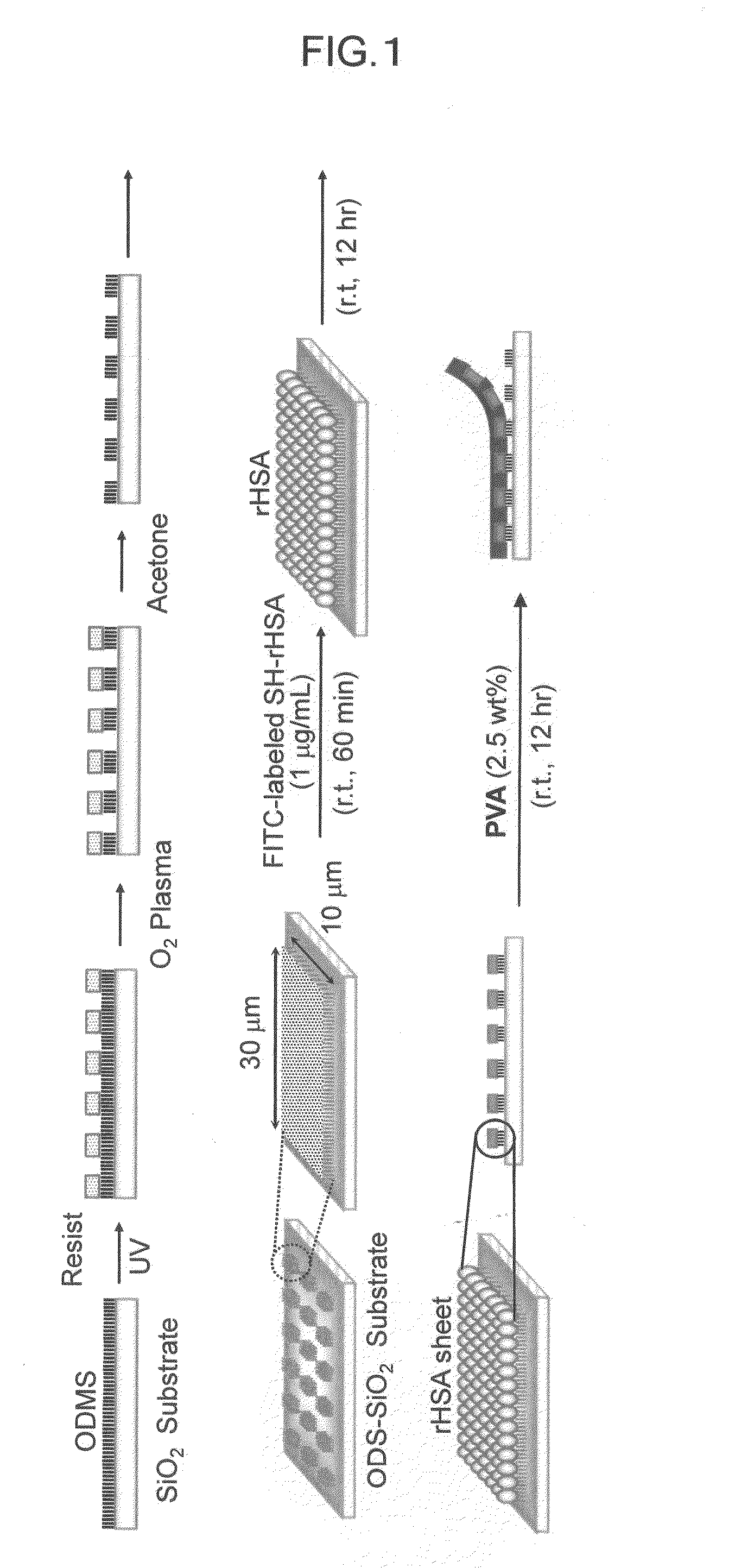 Thin film-like polymer structure and method for preparing the same