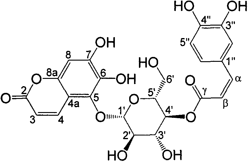 Preparation process of coumarin glycoside in fraxinus depauperata