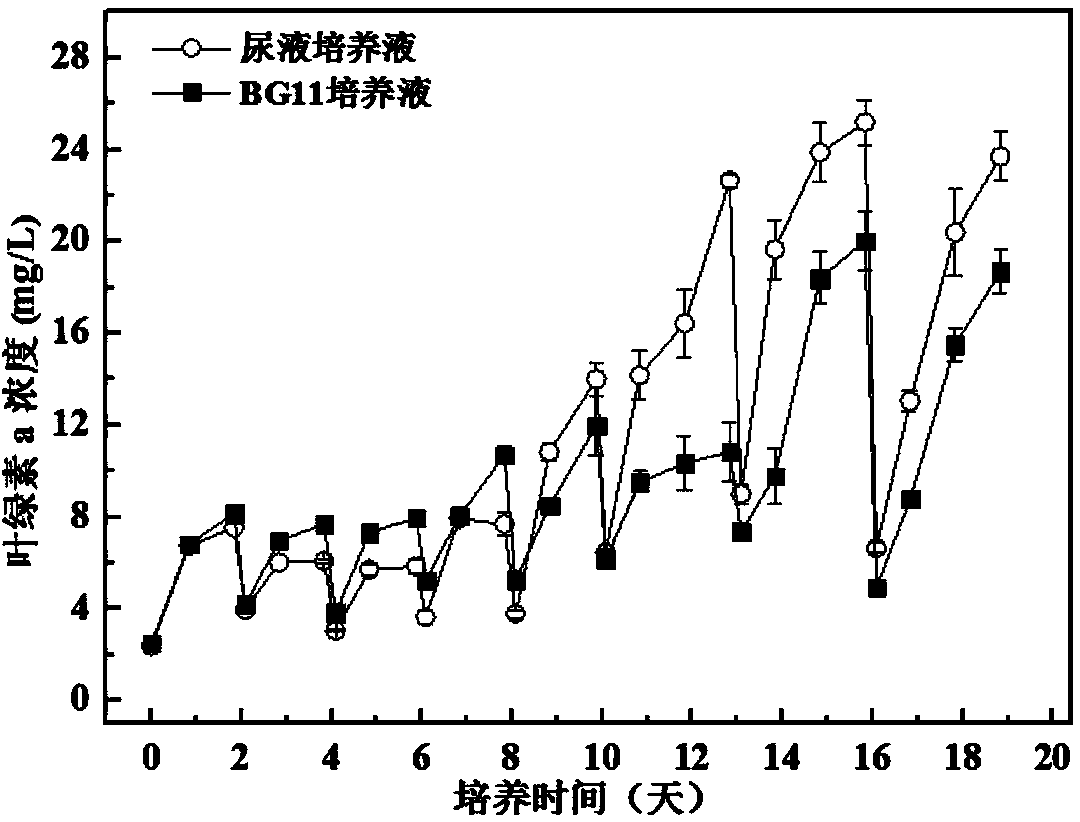 method-for-cultivating-oil-producing-chlorella-by-utilizing-human-urine