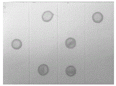 Hybridoma strain capable of secreting monoclonal antibodies for preventing citrus tristeza virus and monoclonal antibody applications thereof