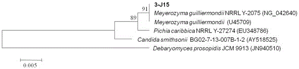 Meyerozyma guilliermondii 3-J15 and application thereof