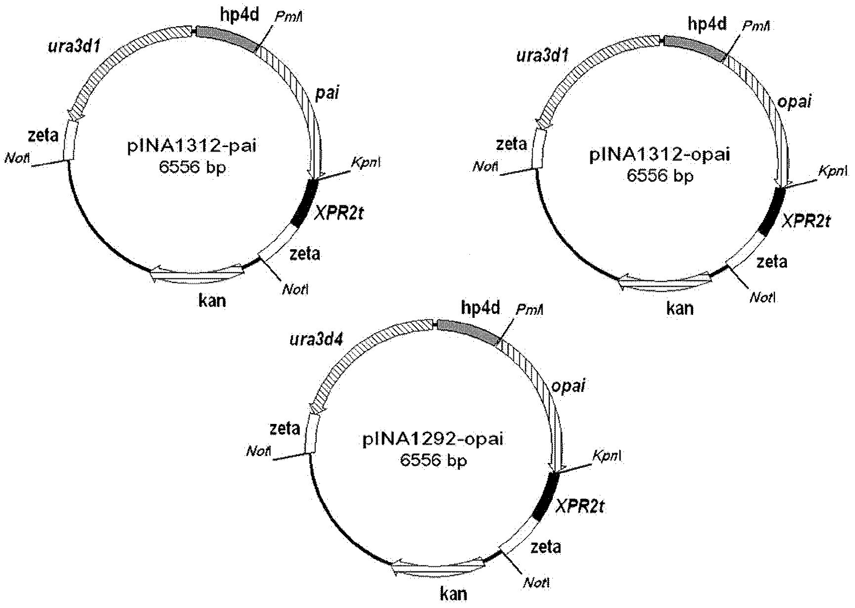 Recombinant yeast strain capable of producing conjugated linoleic acid and application thereof