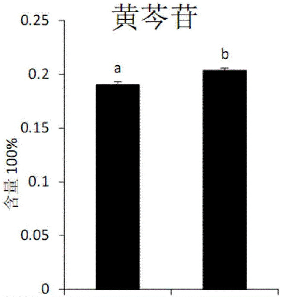 Habitat processing method and application of scutellaria baicalensis