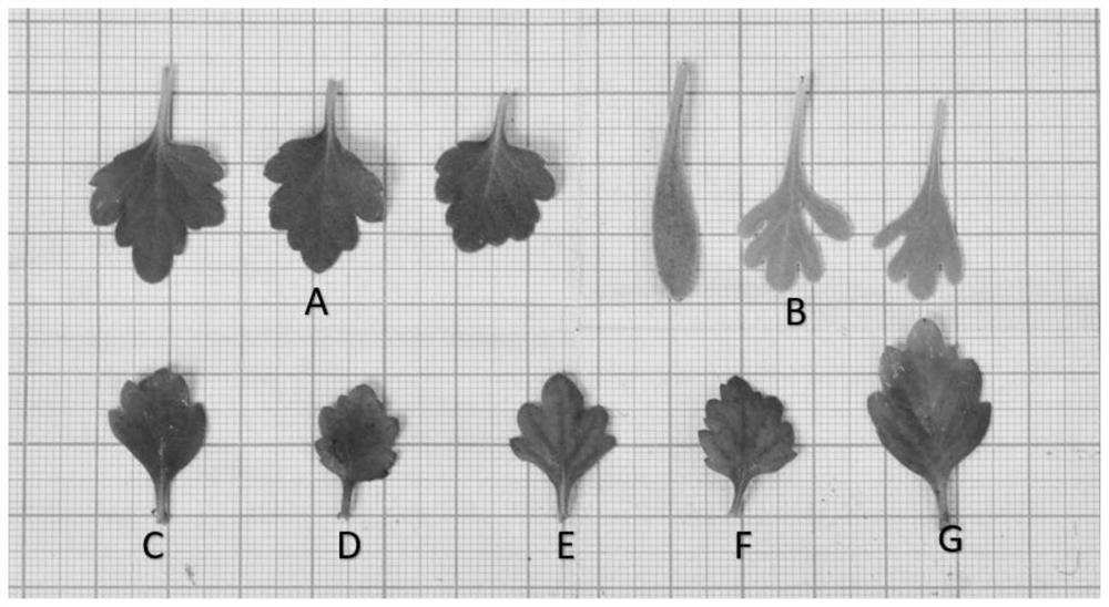 Method for creating intergenus distant hybrids of Hibiscus chrysanthemum and Chrysanthemum broadleaf