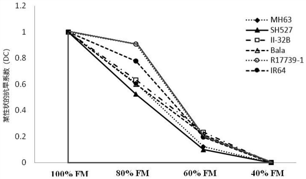 A method for evaluating drought resistance of rice based on multi-gradient multi-trait comprehensive drought resistance index