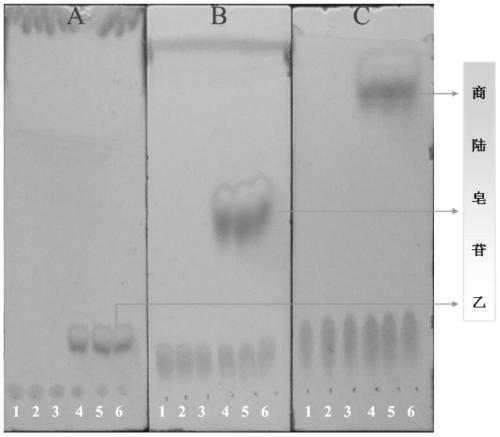 A kind of method of enzymatic hydrolysis of pokeweed saponin A to prepare pokeweed saponin B