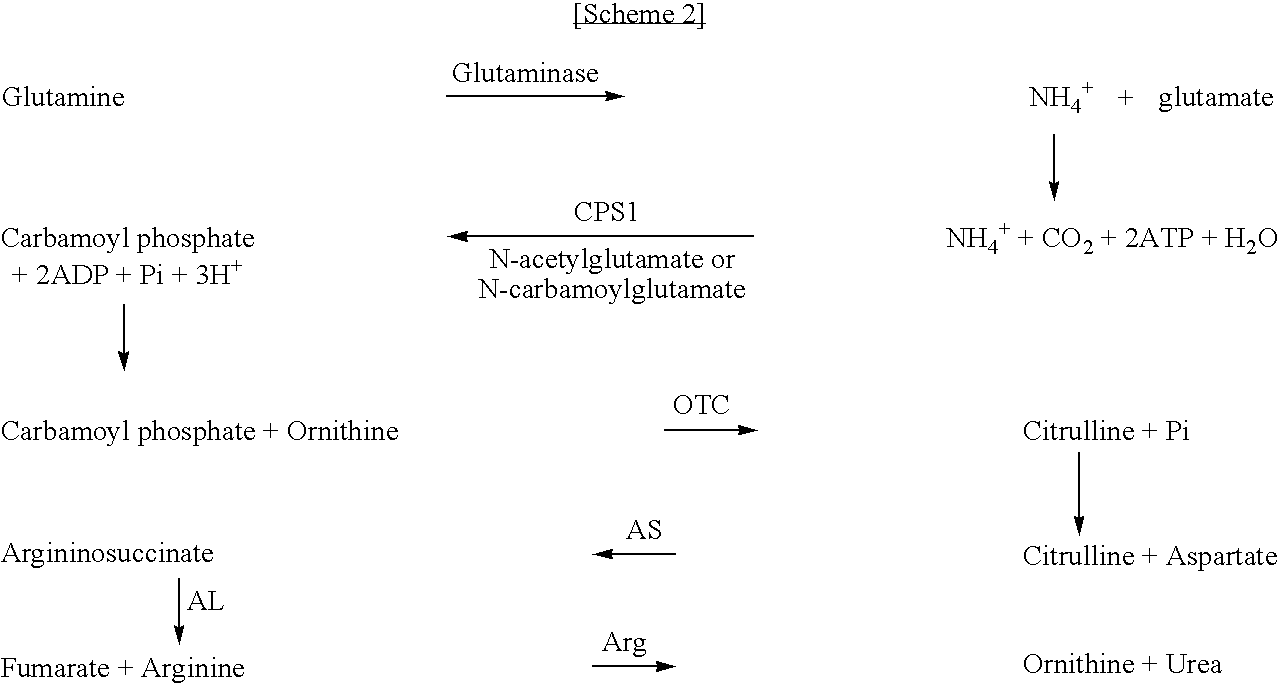 Expression vector containing urea cycle enzyme gene, transformant thereof, and use of transformant for protein over-expression
