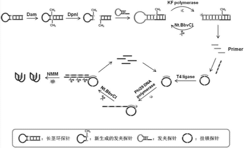 Ring mediated cascade amplification strategy used for detecting DNA transmethylase activity in high sensitivity manner