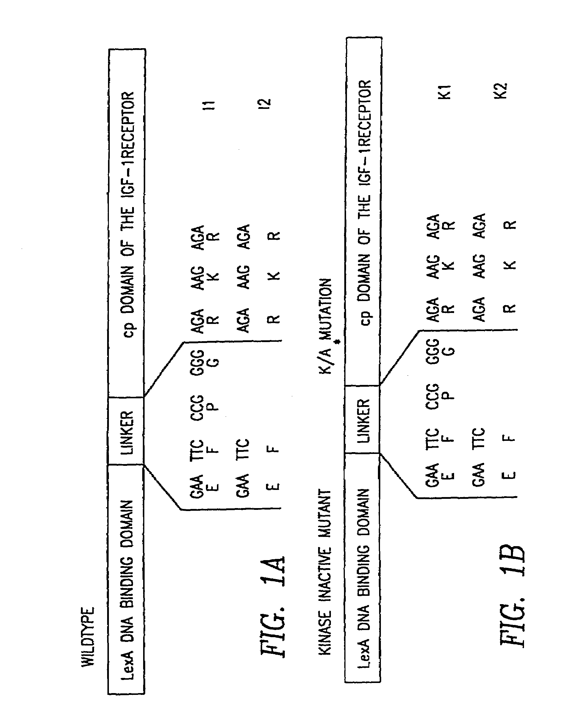 Methods for detecting cancer cells by using nucleic acid encoding for IGF-1 receptor interacting proteins