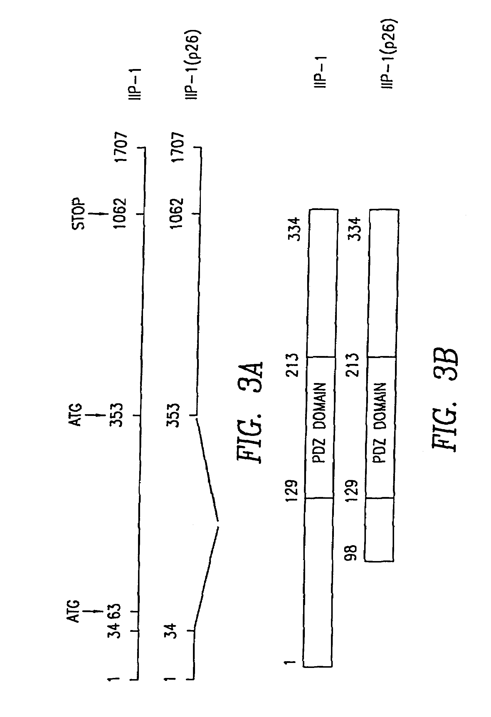 Methods for detecting cancer cells by using nucleic acid encoding for IGF-1 receptor interacting proteins
