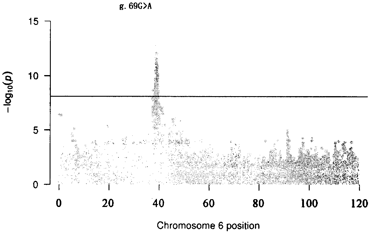 SNP locus relevant with spleen weight on chromosome 6 of meat Simmental cattle and application of SNP locus