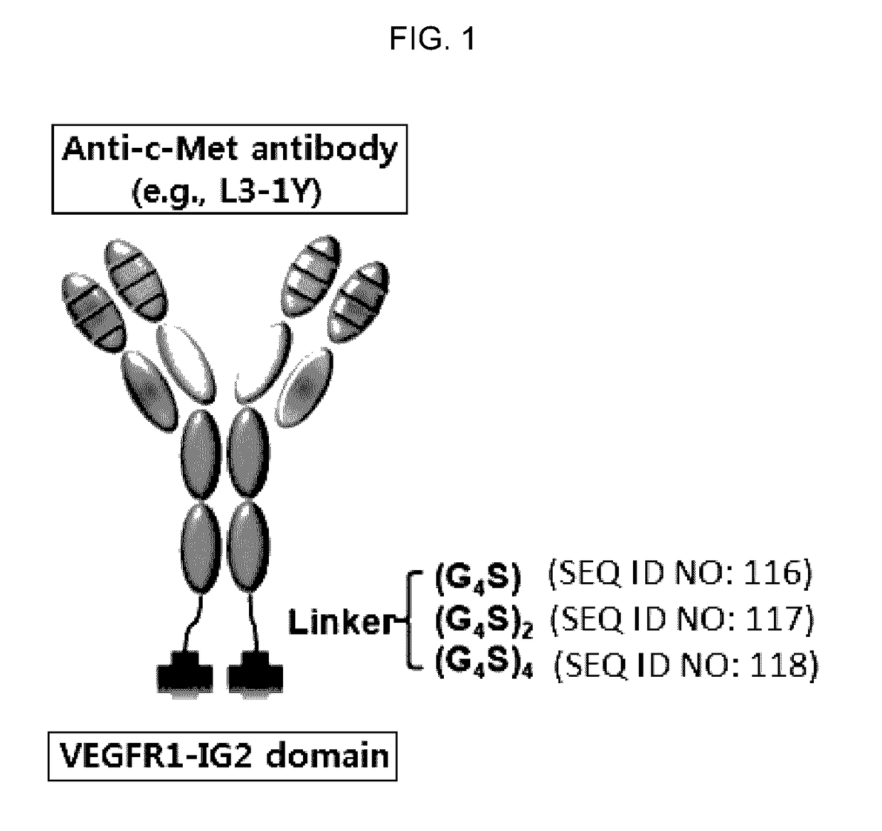 Fusion protein comprising anti-c-Met antibody and VEGF-binding fragment