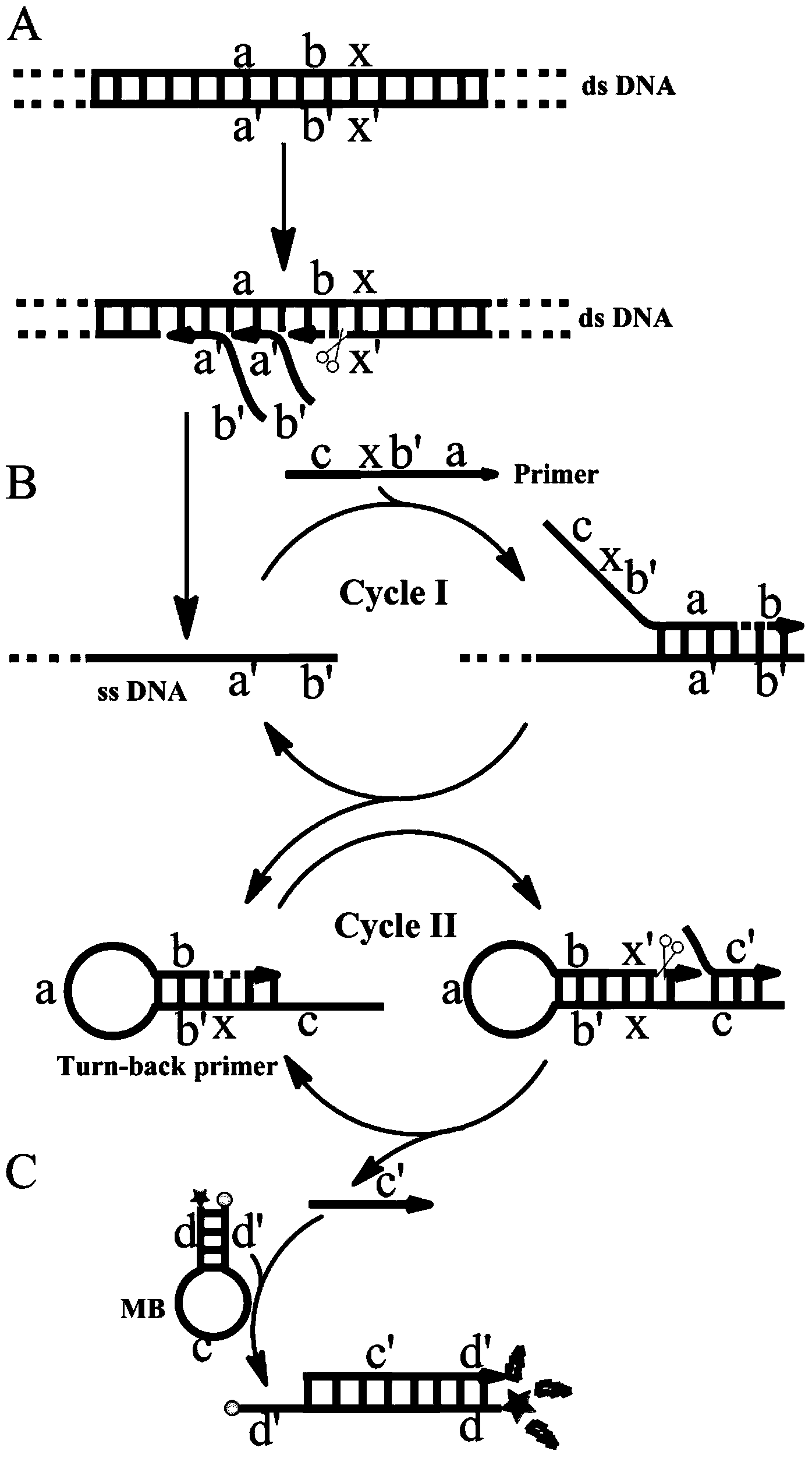 Single primer-initiated nucleic acid constant temperature amplification method