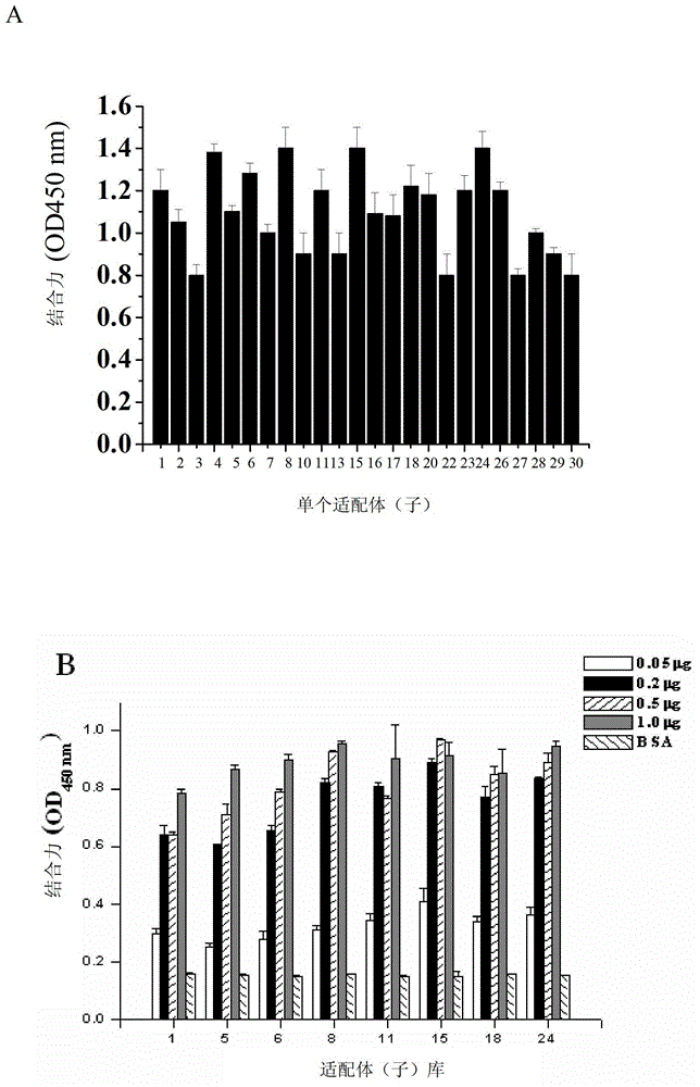 Nucleic acid aptamer capable of being specifically bound to tubercle bacillus antigen and application thereof