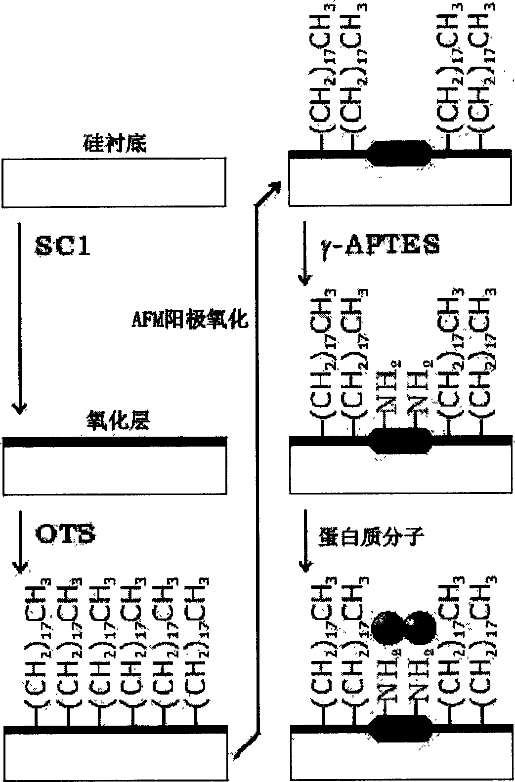 Method for producing biological protein molecular chips