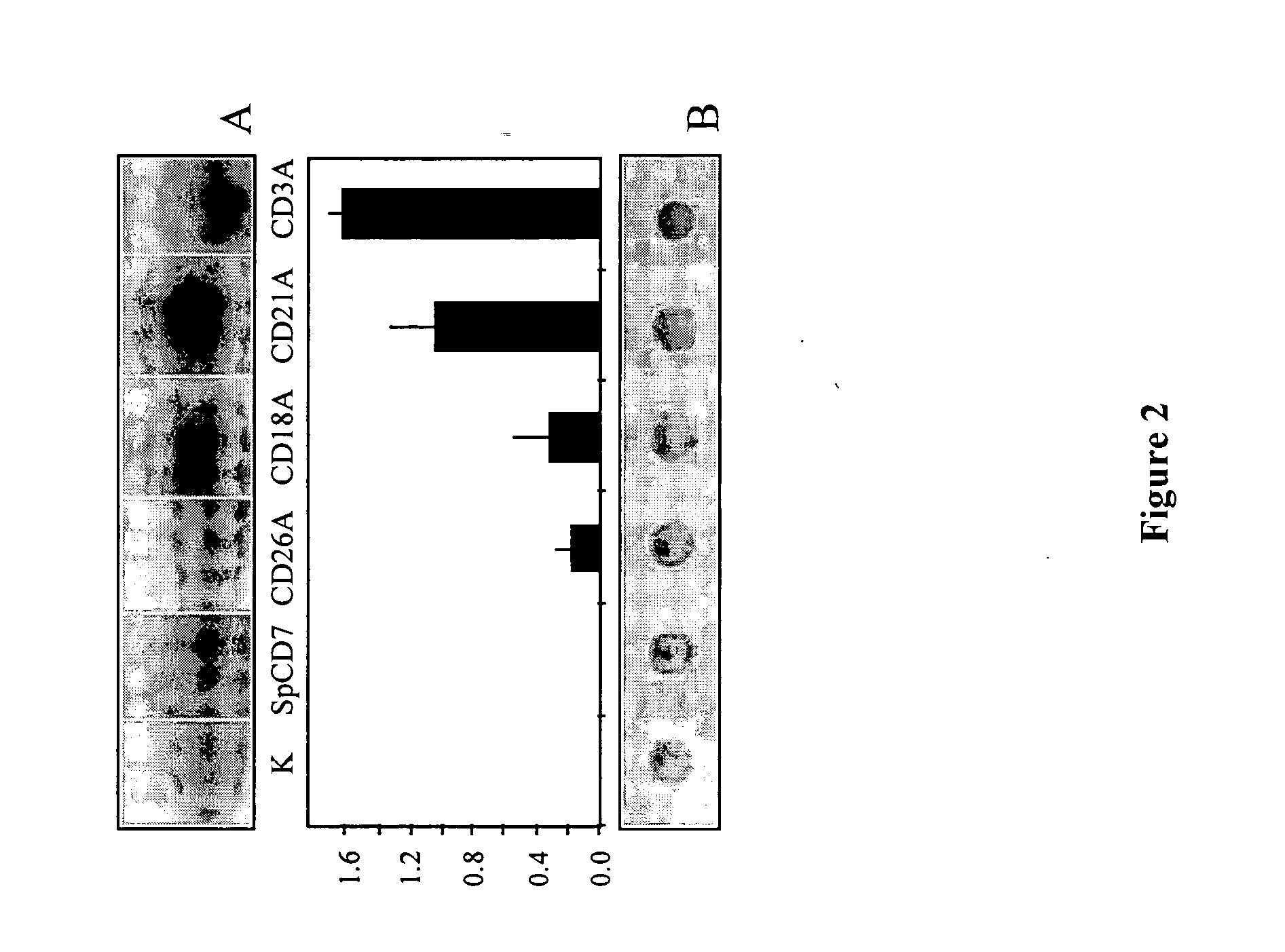 Method for increasing protein content in plant cells