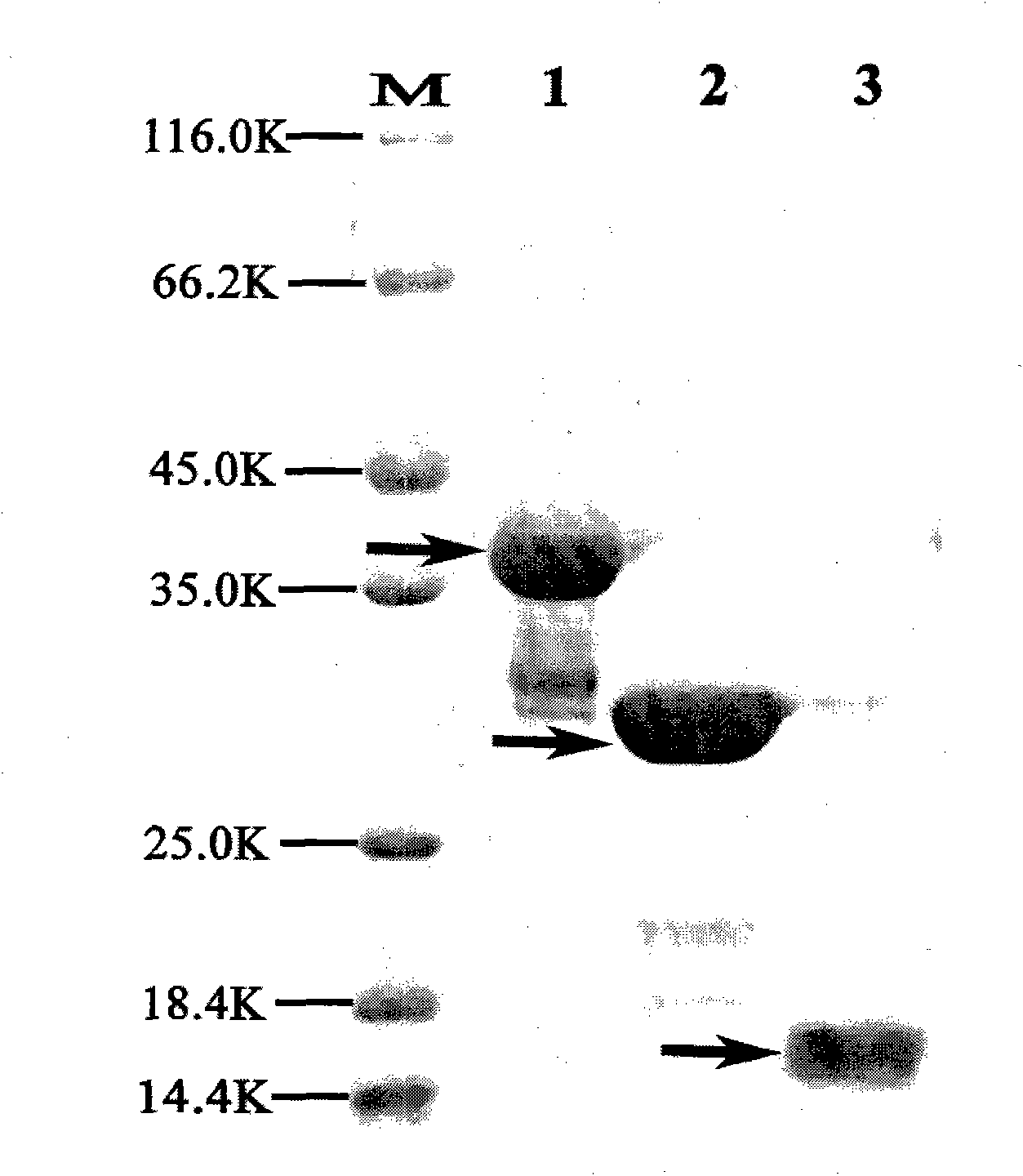 Meretrix lysozyme gene and coding protein and application thereof