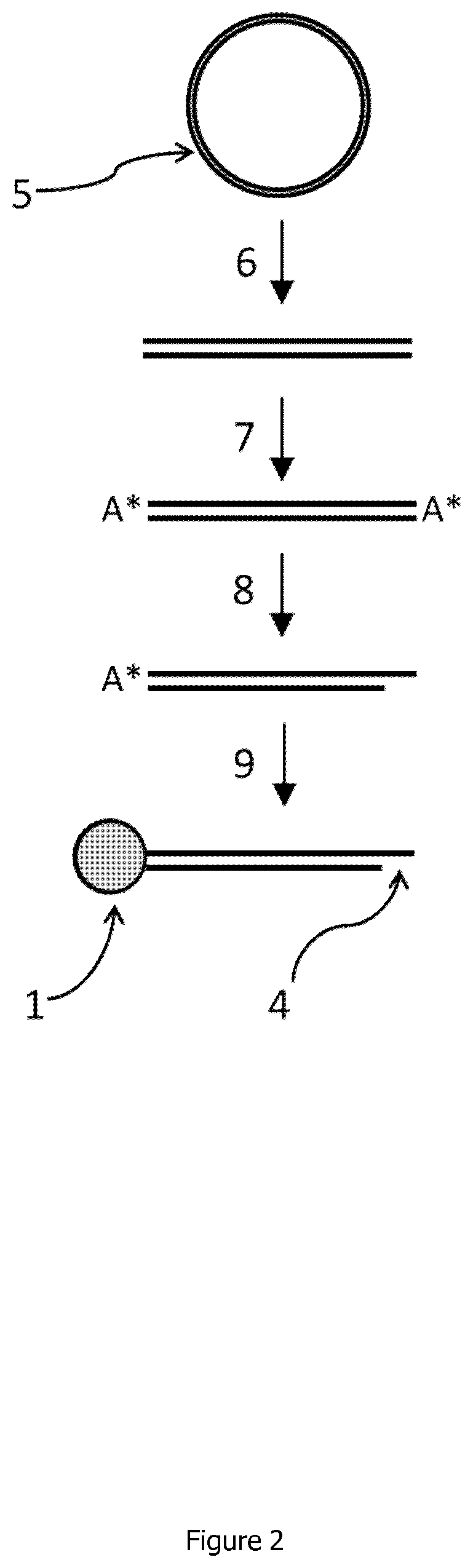 Linear double stranded DNA coupled to a single support or a tag and methods for producing said linear double stranded DNA